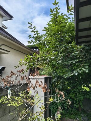 戸建ての植木、隣の敷地へ越境している