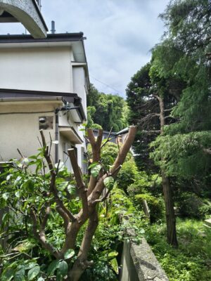 戸建ての植木、越境している部分を伐採、剪定後
