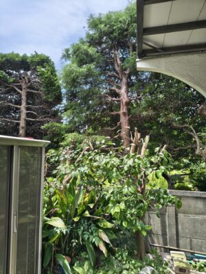 戸建ての植木、越境している部分はなくなり、スッキリした