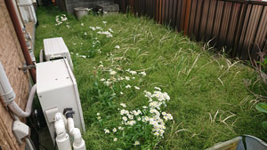 庭の草むしり