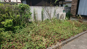 お庭の草むしり、剪定