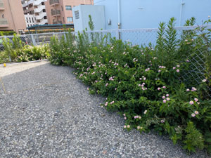 駐車場の草むしり