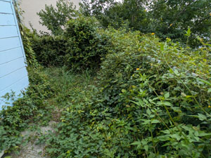 マンション周りの草刈り込み