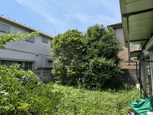 庭の草刈り、伐採